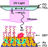 Graphical abstract: Selective and sensitive determination of hydroxyl radicals generated from living cells through an electrochemical impedance method