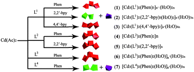 Graphical abstract: Synthesis, crystal structures, and luminescent properties of Cd(ii) coordination polymers assembled from asymmetric semi-rigid V-shaped multicarboxylate ligands