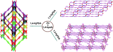 Graphical abstract: Ligand geometry-driven formation of different coordination polymers from Zn(NO3)2, 1,4-bpeb and phenylenediacetic acids