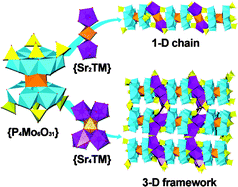 Graphical abstract: New extended poly(oxomolybdophosphates) based on strontium(ii) linkers