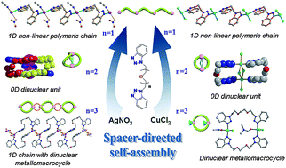 Graphical abstract: Metallomacrocycle or coordination polymer: Spacer-directed self-assembly of transition-metal complexes based on flexible bis(benzotriazole) ligands