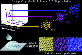 Graphical abstract: Self-organization of mono- and bi-modal PbS nanocrystal populations in superlattices