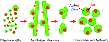 Graphical abstract: Shape changes in Au–Ag bimetallic systems involving polygonal Au nanocrystals to spherical Au/Ag alloy and excentered Au core Ag/Au alloy shell particles under oil-bath heating
