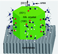 Graphical abstract: Hexagonal hydroxyapatite formation on TiO2 nanotubes under urea modulation
