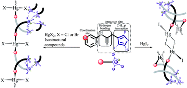 Graphical abstract: C–H⋯π synthon repetitivity in coordination compounds, established from single-crystal and powder diffraction