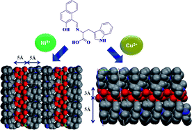 Graphical abstract: Lipid-bilayer-mimicking solid-state structures of Cu(ii) and Ni(ii) with l-tryptophan and l-tyrosine Schiff base derivatives