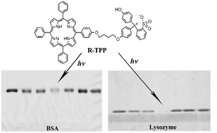 Graphical abstract: A new Phenol Red-modified porphyrin as efficient protein photocleaving agent