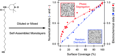 Graphical abstract: Phase segregation on electroactive self-assembled monolayers: a numerical approach for describing lateral interactions between redox centers