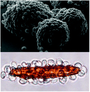 Graphical abstract: Live celloidosome structures based on the assembly of individual cells by colloid interactions