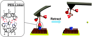 Graphical abstract: Single-molecule force spectroscopy of supramolecular heterodimeric capsules