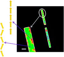 Graphical abstract: Mapping of the organization of p-nitroaniline in SAPO-5 by second-harmonic generation microscopy