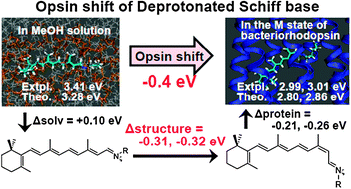 Graphical abstract: Theoretical study of the opsin shift of deprotonated retinal schiff base in the M state of bacteriorhodopsin