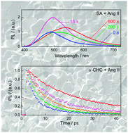 Graphical abstract: Competing ultrafast photoinduced quenching reactions in cinnamic acid : peptide blends