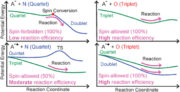 Graphical abstract: Computational studies of gas phase reactions of carbon chain anions with N and O atoms