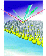 Graphical abstract: Ultrafast inter- and intramolecular vibrational energy transfer between molecules at interfaces studied by time- and polarization-resolved SFG spectroscopy