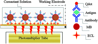 Graphical abstract: Electrogenerated chemiluminescence determination of C-reactive protein with carboxyl CdSe/ZnS core/shell quantum dots