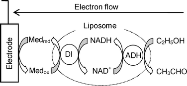 Graphical abstract: A liposome-based energy conversion system for accelerating the multi-enzyme reactions