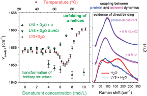 Graphical abstract: Influence of urea and guanidine hydrochloride on lysozyme stability and thermal denaturation; a correlation between activity, protein dynamics and conformational changes