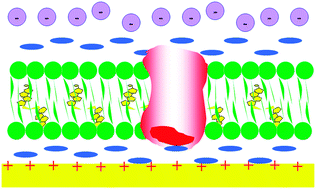Graphical abstract: Building biomimetic membrane at a gold electrode surface