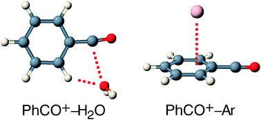 Graphical abstract: Infrared spectra and quantum chemical characterization of weakly bound clusters of the benzoyl cation with Ar and H2O