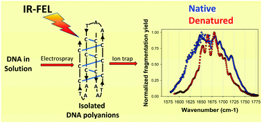 Graphical abstract: Zwitterionic i-motif structures are preserved in DNA negatively charged ions produced by electrospray mass spectrometry