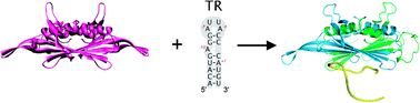 Graphical abstract: RNA-induced conformational changes in a viral coat protein studied by hydrogen/deuterium exchange mass spectrometry