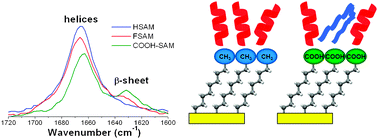 Graphical abstract: Effect of the surface on the secondary structure of soft landed peptide ions