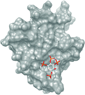 Graphical abstract: A theoretical investigation of inositol 1,3,4,5-tetrakisphosphate