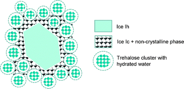 Graphical abstract: Powder X-ray diffraction observations of ice crystals formed from disaccharide solutions