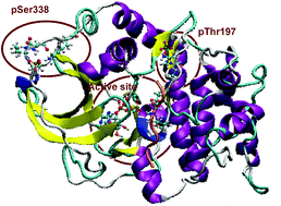 Graphical abstract: A QM/MM study of the phosphoryl transfer to the Kemptide substrate catalyzed by protein kinase A. The effect of the phosphorylation state of the protein on the mechanism