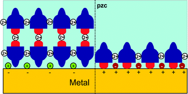 Graphical abstract: Electrochemical control of adsorption dynamics of surface layer proteins on gold