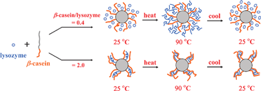 Graphical abstract: Unfolding and refolding details of lysozyme in the presence of β-casein micelles