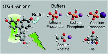 Graphical abstract: Influence of the solvent on the ground- and excited-state buffer-mediated proton-transfer reactions of a xanthenic dye