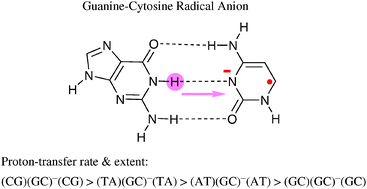 Graphical abstract: Effect of nucleobase sequence on the proton-transfer reaction and stability of the guanine–cytosine base pair radical anion