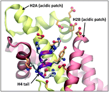 Graphical abstract: Structure and binding of the H4 histone tail and the effects of lysine 16 acetylation