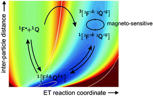 Graphical abstract: Magnetic field effects on exciplex-forming systems: the effect on the locally excited fluorophore and its dependence on free energy