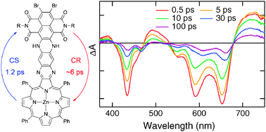 Graphical abstract: Ultrafast excited-state dynamics of strongly coupled porphyrin/core-substituted-naphthalenediimide dyads