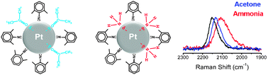 Graphical abstract: Effect of organic vapors and potential-dependent Raman scattering of 2,6-dimethylphenylisocyanide on platinum nanoaggregates