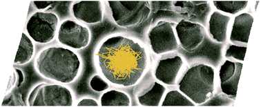 Graphical abstract: Diblock copolymer membranes investigated by single-particle tracking