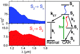 Graphical abstract: Investigating excited state dynamics of salinixanthin and xanthorhodopsin in the near-infrared