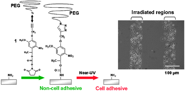 Graphical abstract: Photocontrol of cell adhesion on amino-bearing surfaces by reversible conjugation of poly(ethylene glycol)via a photocleavable linker