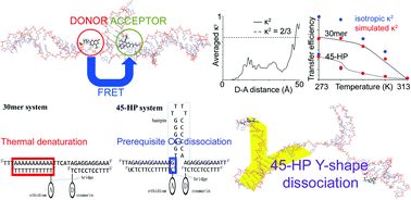 Graphical abstract: Computer simulation to investigate the FRET application in DNA hybridization systems