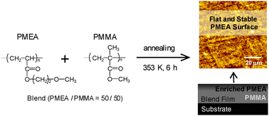 Graphical abstract: Surface segregation of poly(2-methoxyethyl acrylate) in a mixture with poly(methyl methacrylate)