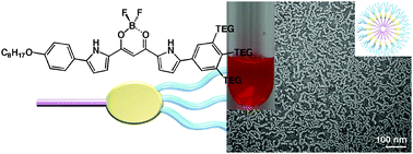 Graphical abstract: Water-supported organized structures based on wedge-shaped amphiphilic derivatives of dipyrrolyldiketone boron complexes