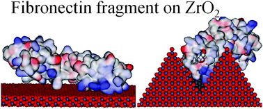 Graphical abstract: Enhanced initial protein adsorption on engineered nanostructured cubic zirconia