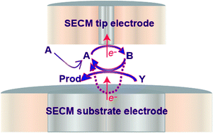 Graphical abstract: Scanning electrochemical microscopy (SECM) studies of catalytic EC′ processes: theory and experiment for feedback, generation/collection and imaging measurements