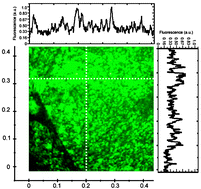 Graphical abstract: A simple method for controlled immobilization of proteins on modified SAMs