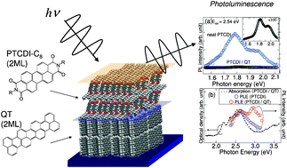 Graphical abstract: Energy-level alignments and photo-induced carrier processes at the heteromolecular interface of quaterrylene and N,N′-dioctyl-3,4,9,10-perylenedicarboximide