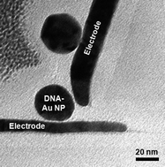 Graphical abstract: Dielectrophoretic trapping of DNA-coated gold nanoparticles on silicon based vertical nanogap devices