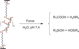 Graphical abstract: Mechanically activated rupture of single covalent bonds: evidence of force induced bond hydrolysis